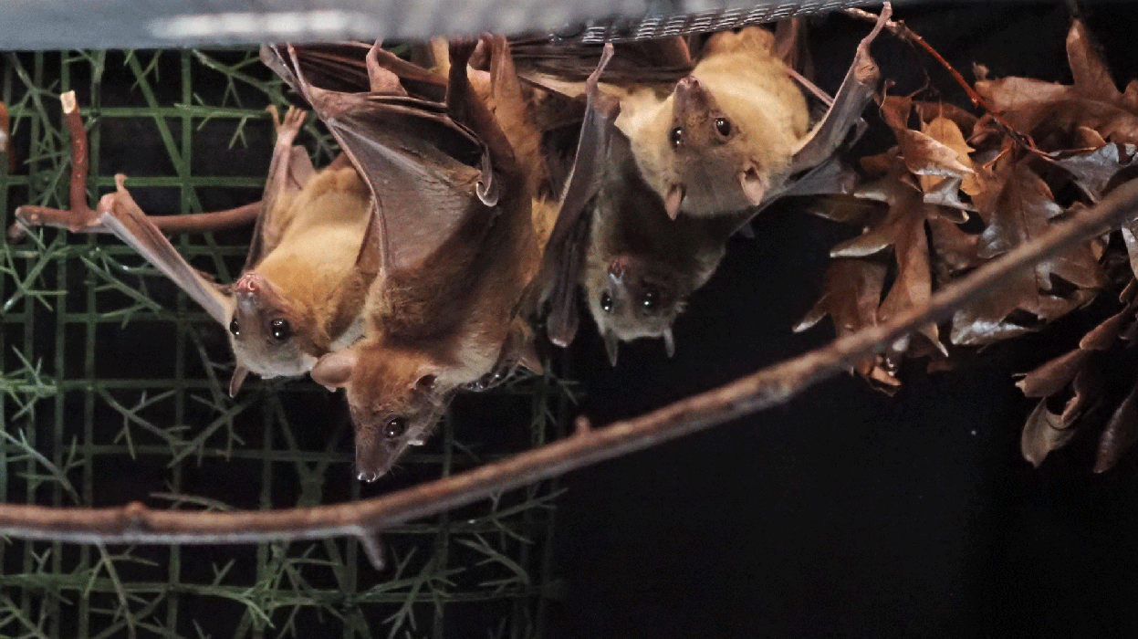 Four bats handing in a cluster from wire with leaves and branches in foreground