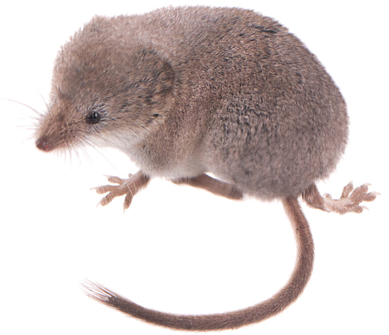 a brownish, furry animal with curled tail and long snout, curled on a bright white background