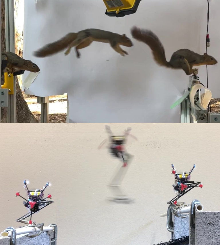 stop-motion images of leaping squirrel (top) and a gangly leaping robot (bottom)