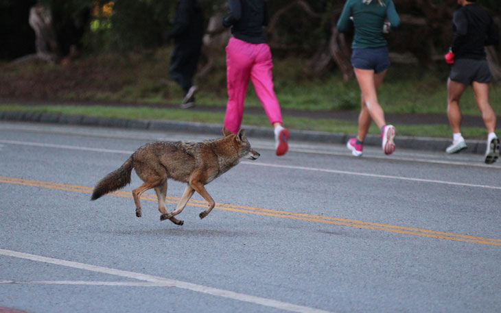 coyote on street