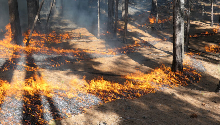 Lines of fire burn through a carpet of dried pine needles on a forest floor.