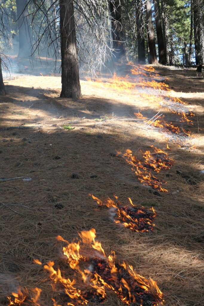Lines of fire burn through a carpet of dried pine needles on a forest floor.