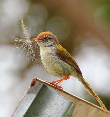 Tailorbirds