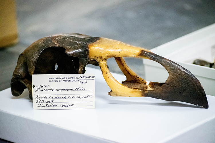The skull of Teratornis merriami, one of the largest birds to have ever flown.