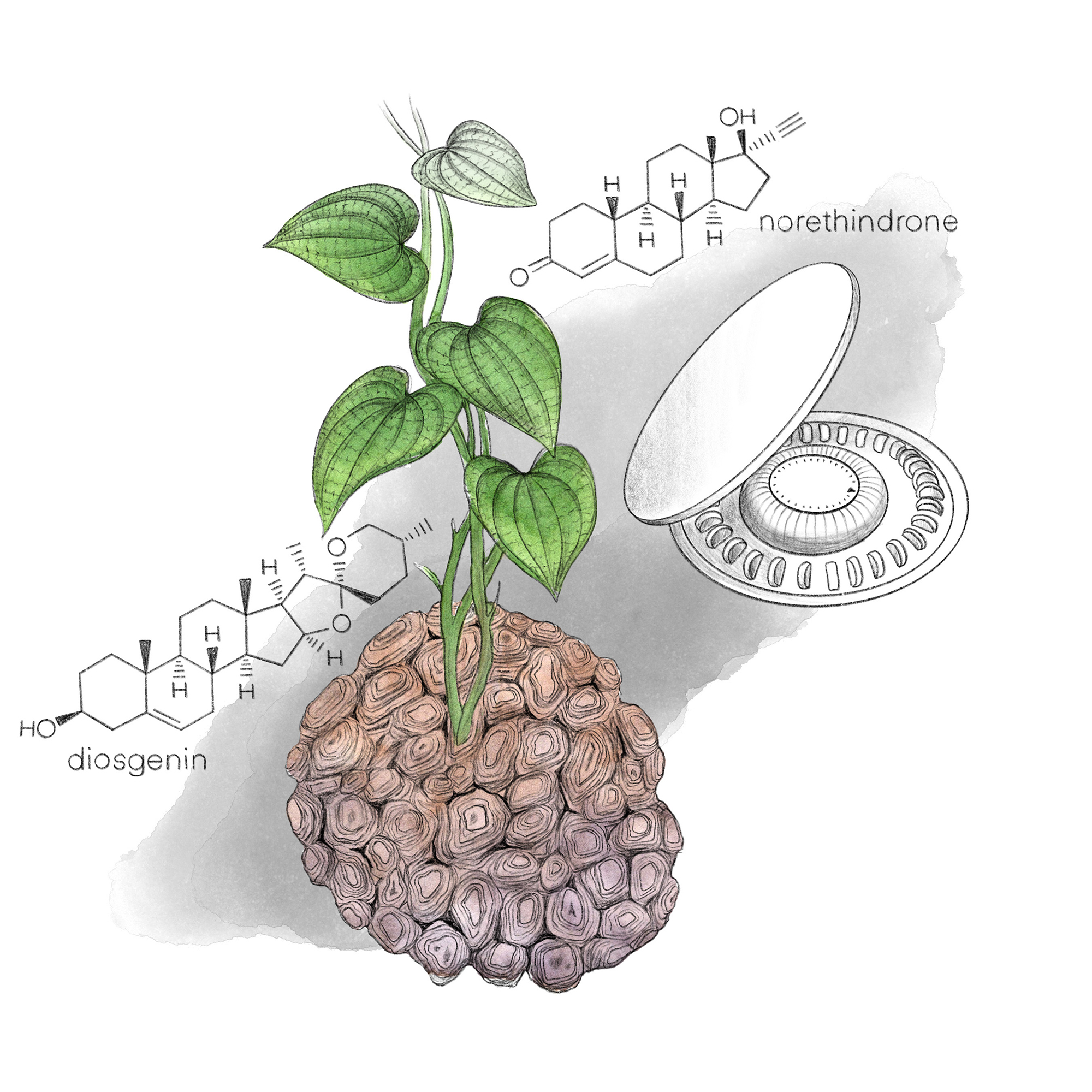 cartoon drawing of a Mexican yam and its chemical structure