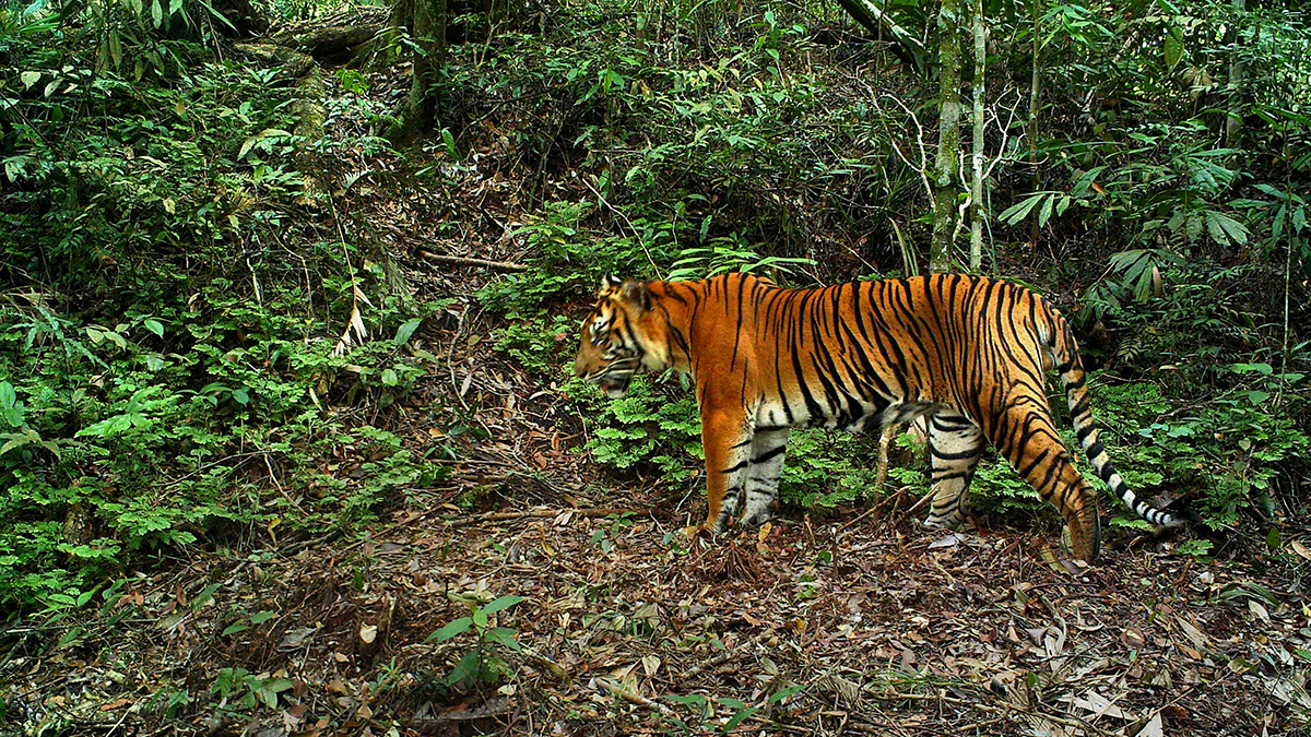 Tiger in Sumatra