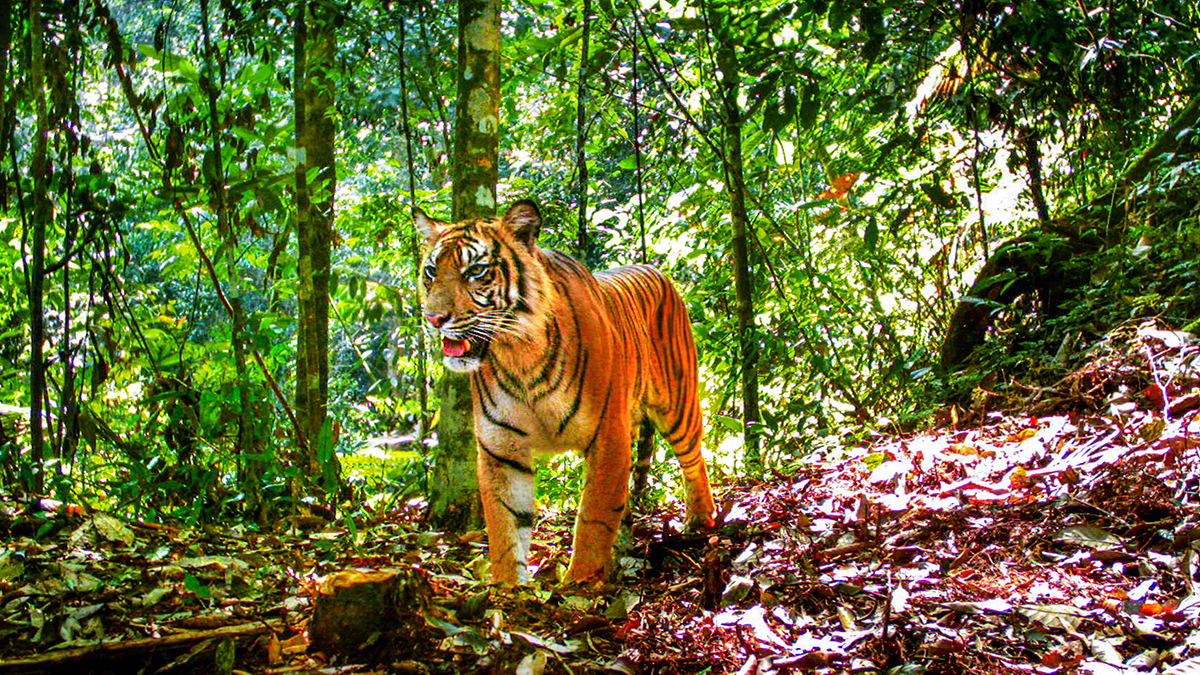 Tiger in Sumatra