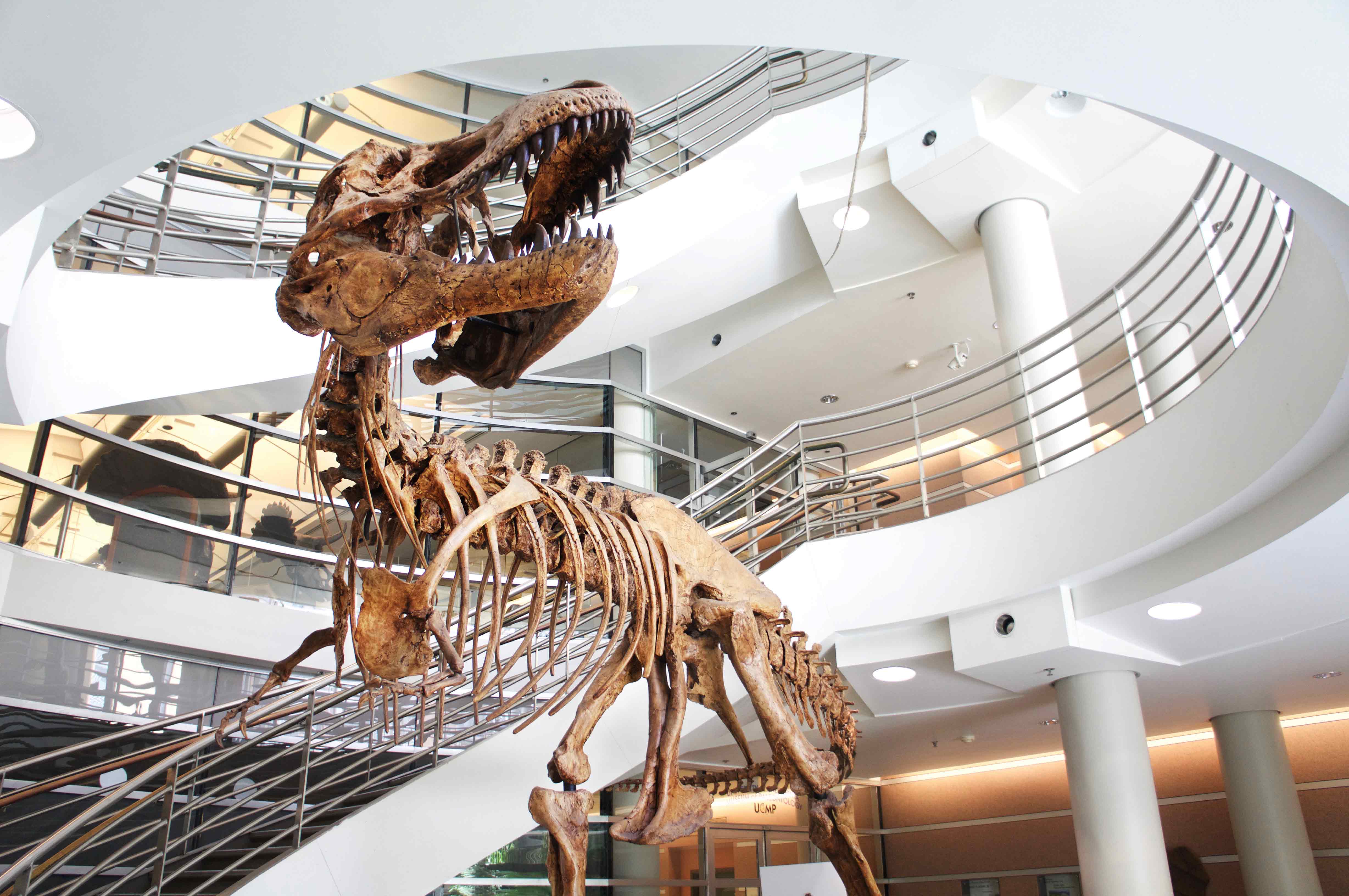 Freestanding mount of T. rex at the Valley Life Sciences Building 