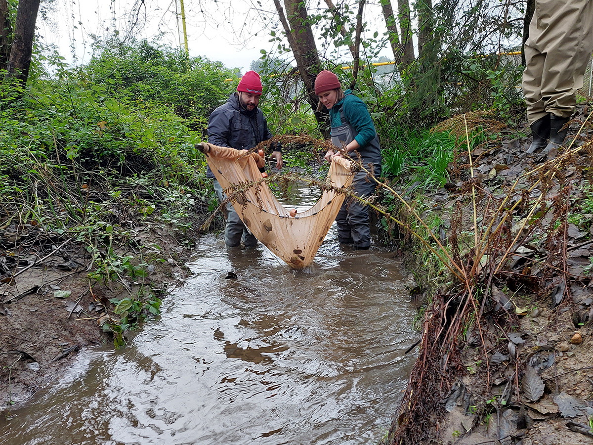 Two people standing in a shin deep creek holding net to catch species