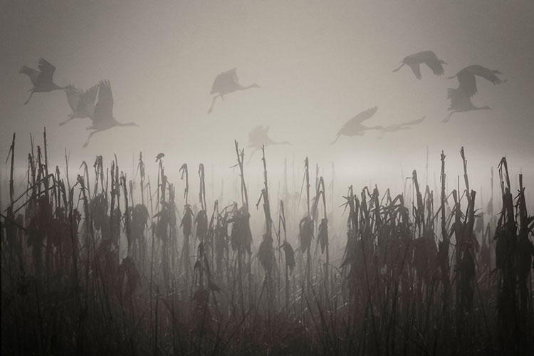 Cranes fly through the fog over a marsh