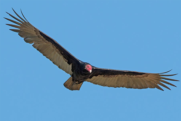 A turkey vulture soars with its wings fully outstretched in blue skies.