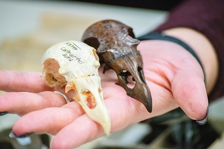 In the palm of her hand, Ph.D. student Mackenzie Kirchner-Smith holds a prehistoric turkey vulture skull and a modern one
