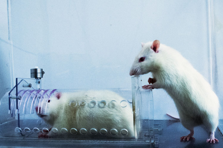 rat experiments psychology