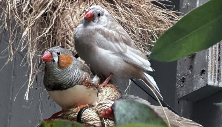 two grayish white birds with red beaks, one with orange cheeks