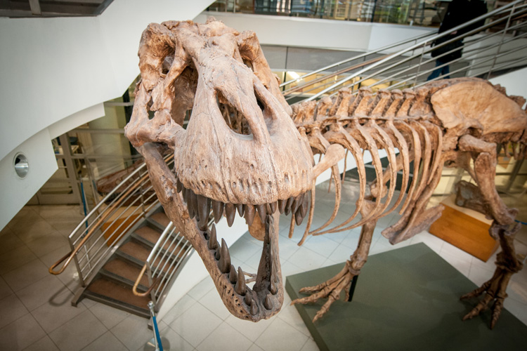 photo of T. rex in atrium of Valley Life Sciences Building
