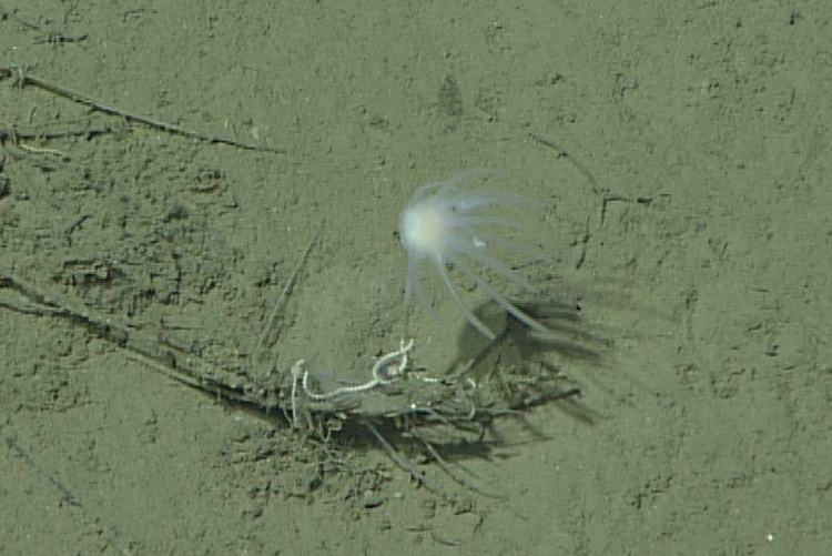a whitish blob with tentacles agains a green seafloor background