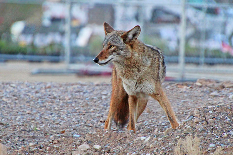 A coyote stands facing the camera, with a blurred out urban backdrop behind it.