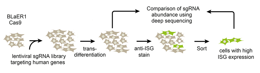 graphic showing comparison of sgRNA abundance using deep sequencing