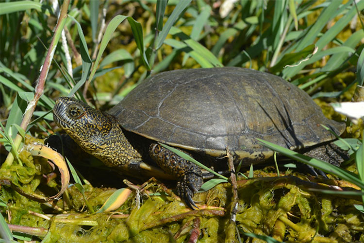 A photo of a Western pond turtle in some grass