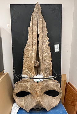 a large animal skull is fixed to a black wooden plank