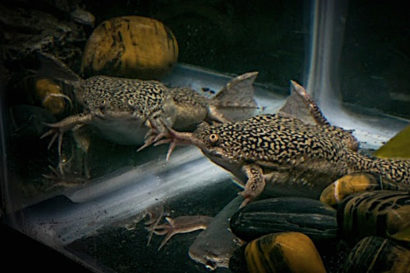 The tetraploid African clawed frog in an aquarium