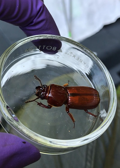A photo of a large, reddish brown beetle in a petri dish. The dish is held by a pair of hands wearing purple gloves.