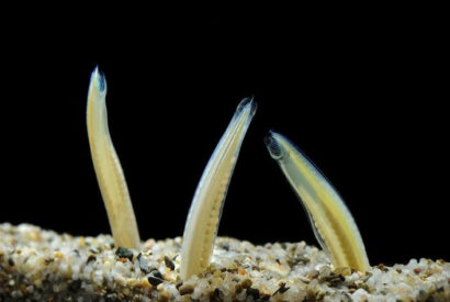three lancelets sticking up out of the sand