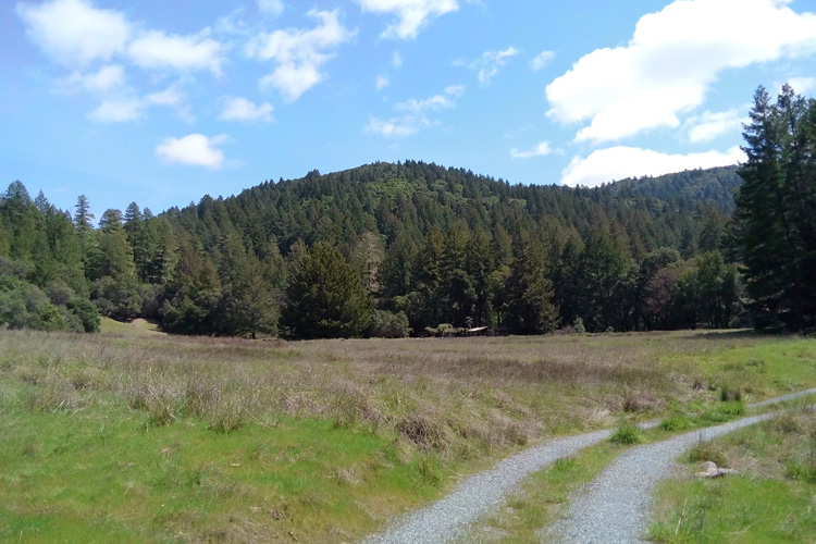 Photo of meadow where soil samples were obtained.