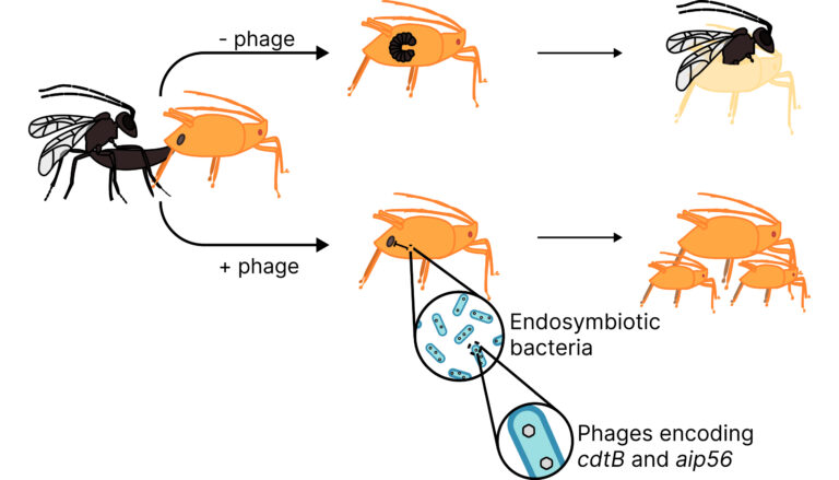 graphic showing outlines of parasitic wasp and aphid