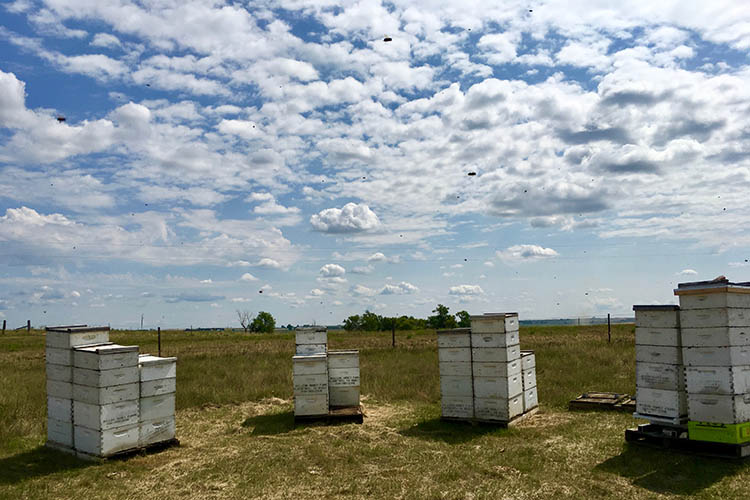 four bee hives shown against a big blue sky