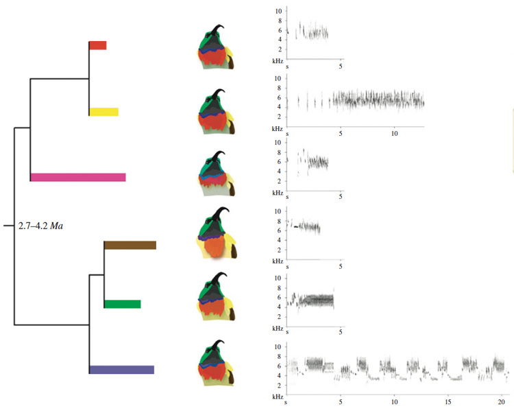 the six sunbirds and their recorded calls