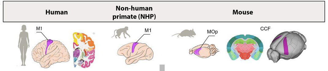 diagram showing position of primary motor cortex in brains of humans, marmosets and mice