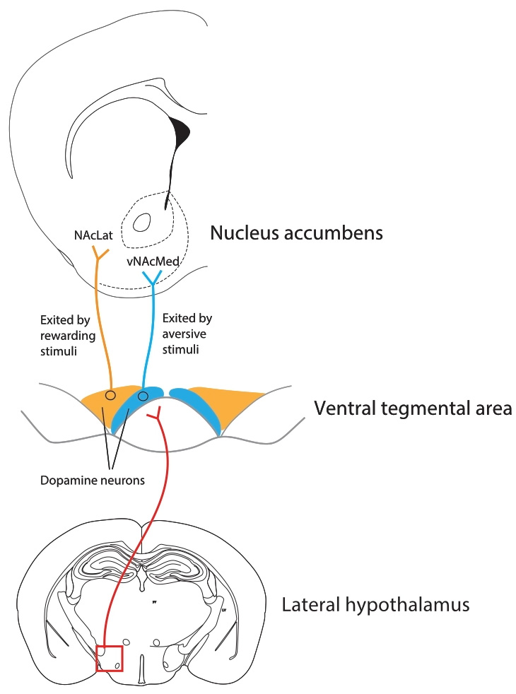 graphic showing neuronal connections in brain