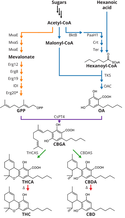 metabolic pathway leading to THC