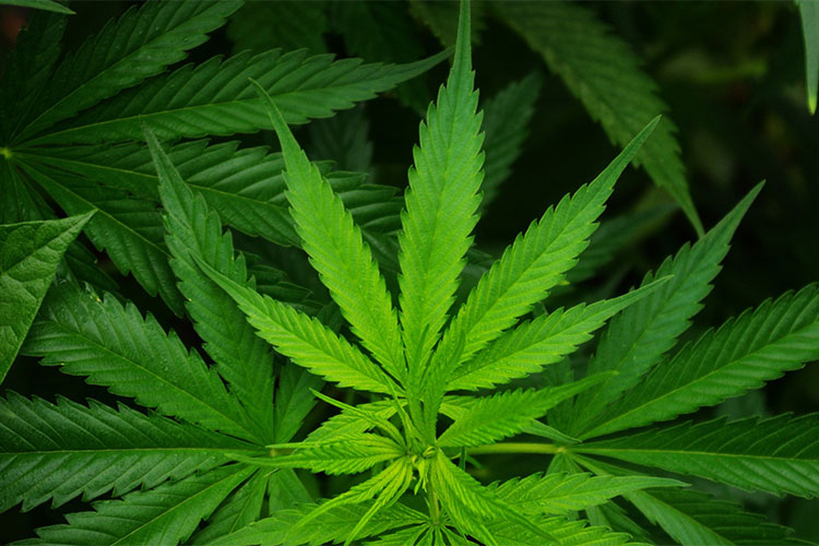 Cannabis stock photo
