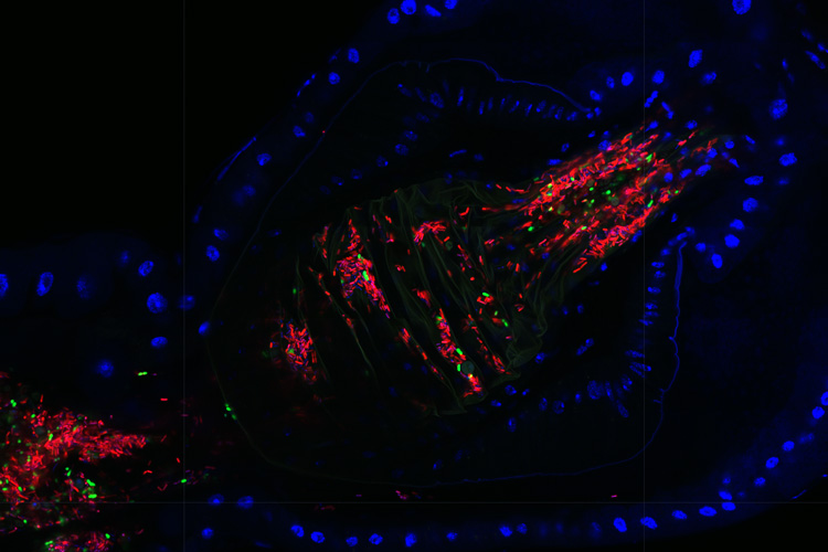 image of microbes in fly gut