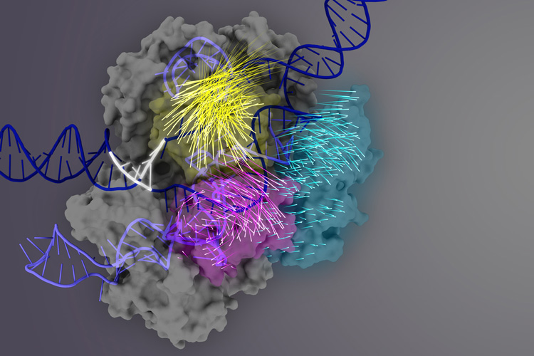 amino acid movement upon DNA binding