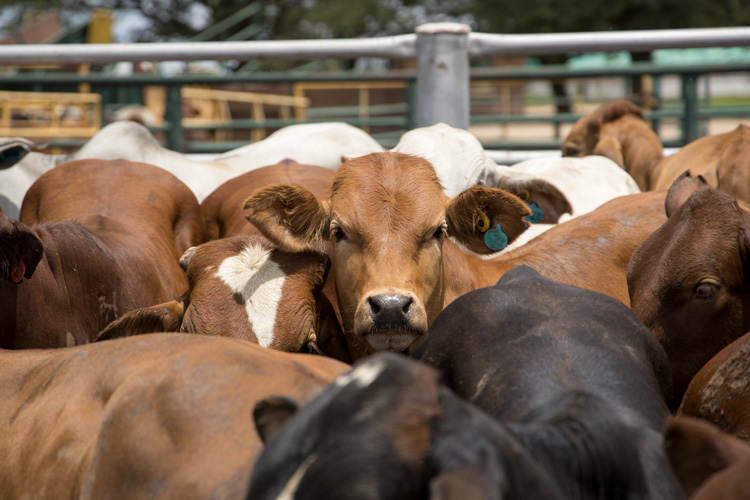 cattle in a pen