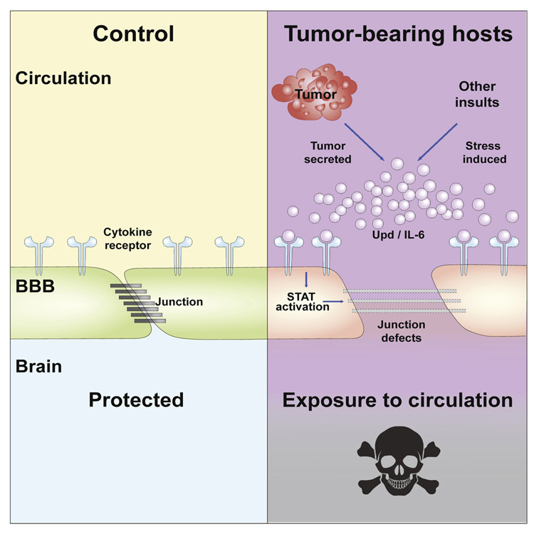 graphic showing how tumors and stress influence the blood-brain barrier, words include "control" "circulation" "protected" on the left and 'tumor-bearing hosts" other insults "stress induced" "tumor secreted" and "exposure to circulation" on the right, along with a skull and cross bones