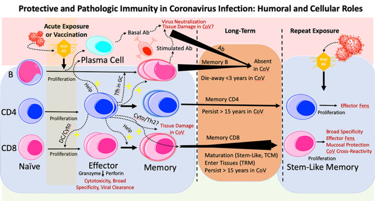 complex diagram showing levels if immune response against the coronavirus