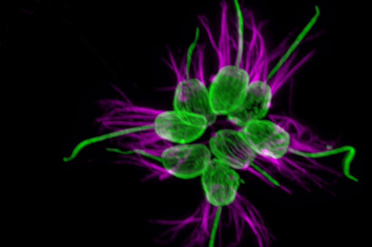 Choanoflagellate rosettes, shown with tubulin protein labeled in green and actin labeled in magenta