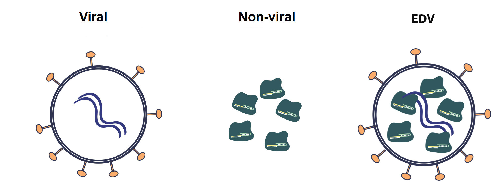 graphic comparing viral, non-viral and EDV delivery