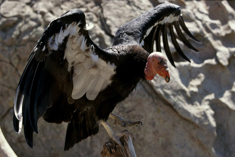 photo of California condor spreading its wings