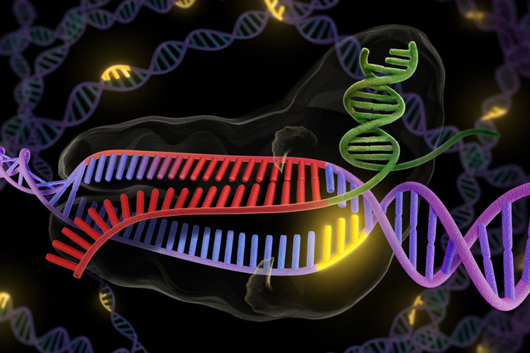 The bacterial enzyme Cas9 