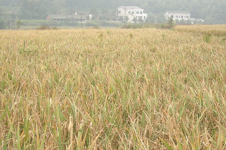 brown field of infected rice plants
