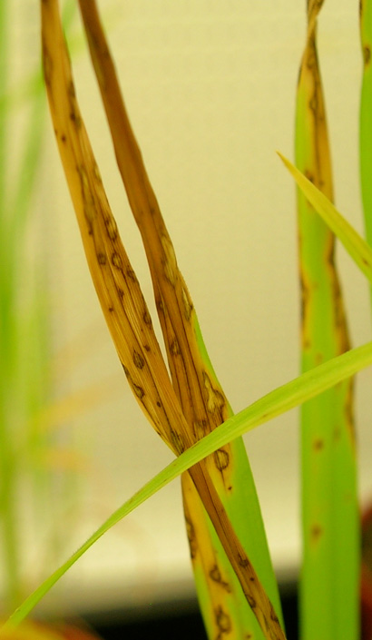 closeup of rice leaves with large brown areas 