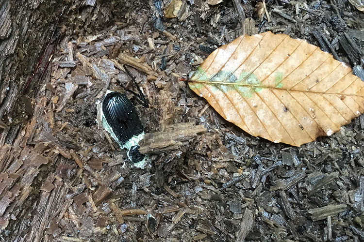 A photo of a dead beetle that is partially decomposed and covered in a whitish green fungus.