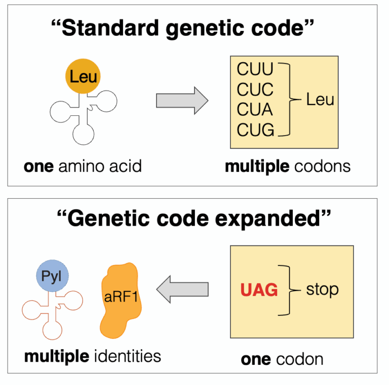 According to the standard genetic code, amino acids are uniquely determined by one or more three-letter codons (top). Some organisms have expanded the code to produce an additional amino acid — in this case, pyrrolysine (bottm). Typically this is done by reinterpreting the UAG stop codon to code for the new amino acid.