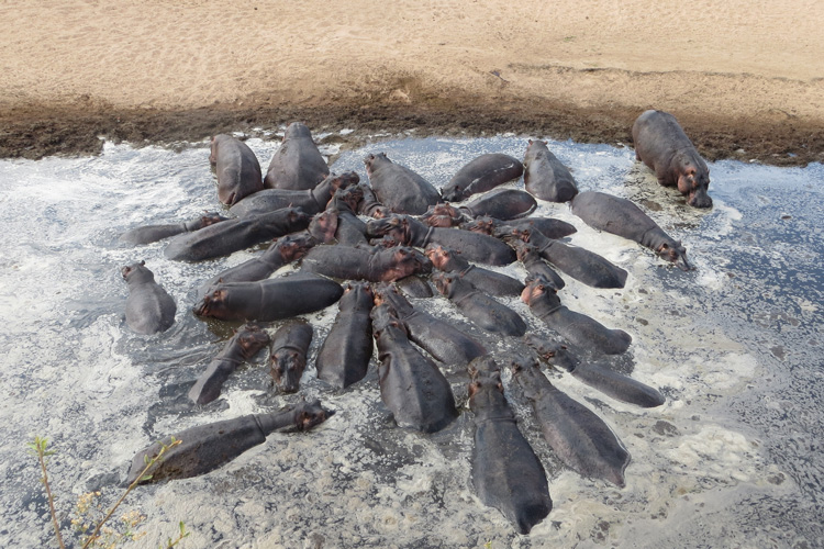 Overhead photo of more than 30 hippos clustered together in dirty water.