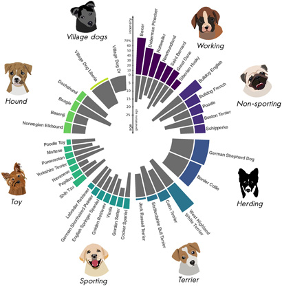 a circular plot of founder events in dog breeds